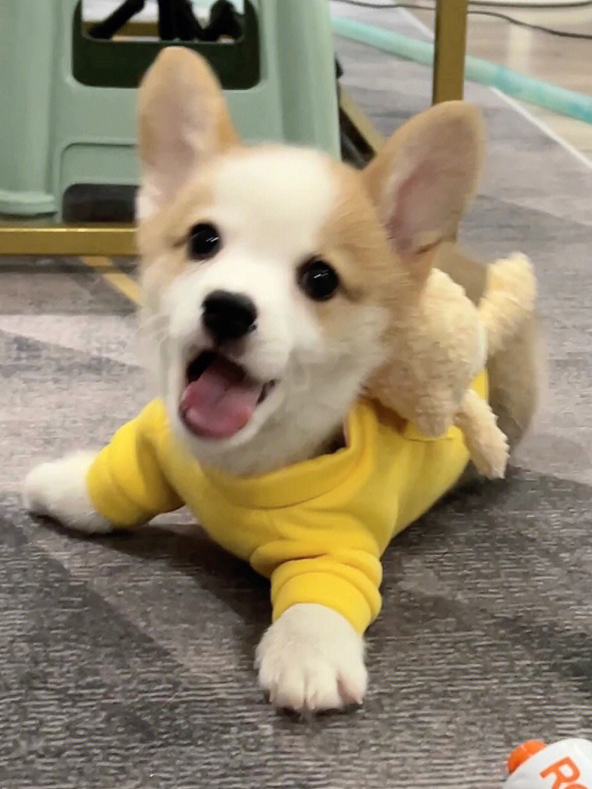 子犬が毎日わたしの帰りを待っている😊