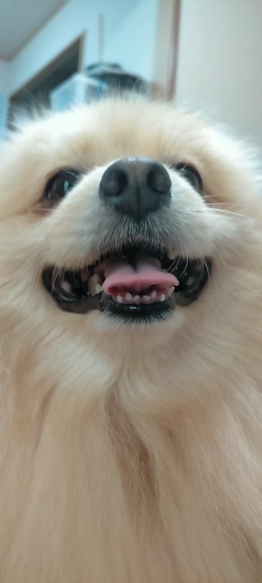 マルの口をお楽しみくださいまし🐕👍🏻