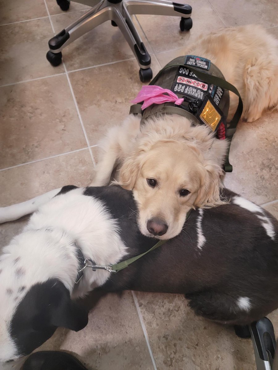 LegendTheSvcDog's tweet photo. My brother is gone... 💔🥺😥 rest in peace brother #dogsoftwitter https://t.co/pW5TalTWLx