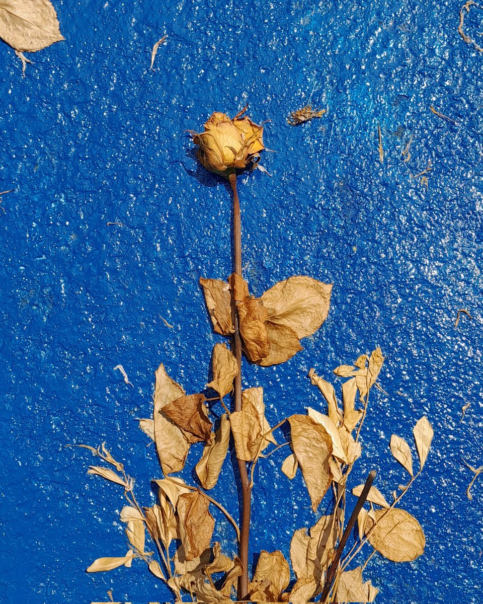 La muerte de una rosa sobre una tumba azul.