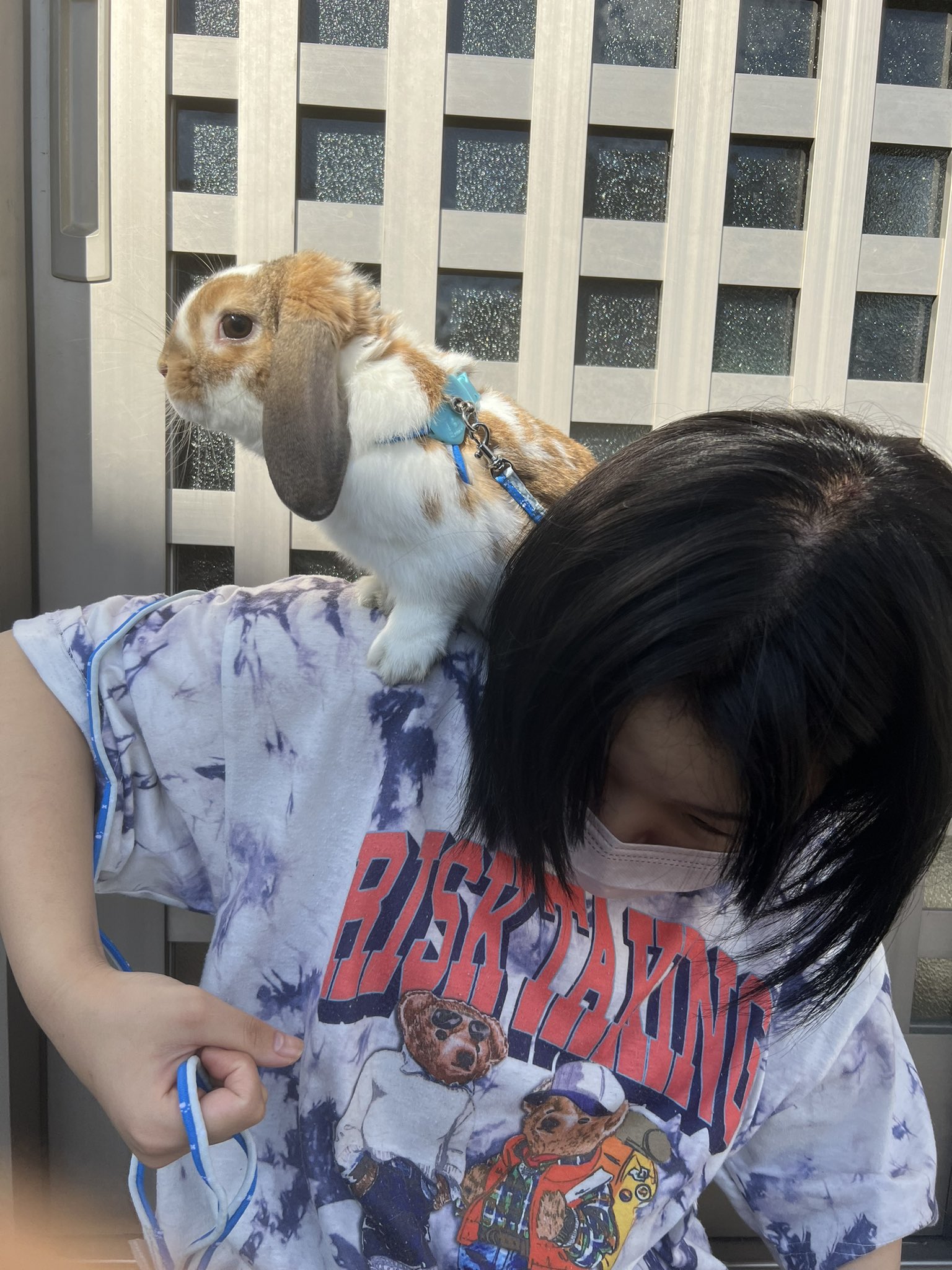 肩乗りうさぎ Cerca Del Twitter Twitter