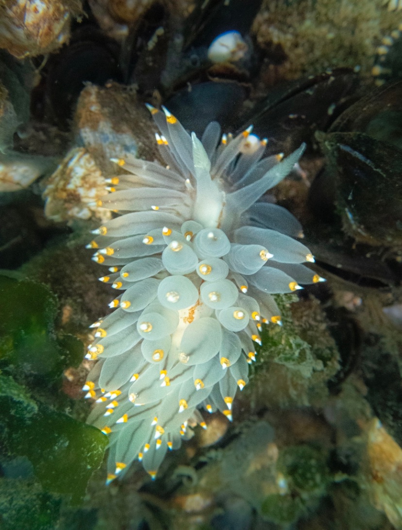 AlenaESPhoto's tweet photo. I’m proud of myself today! I hosted my first dockfouling tour - a big deal for an anxious and easily flustered bean like me. 

But it went amazing! The weather cooperated, people actually came (really cool people!), and we saw 7 nudibranchs!! 🥰 https://t.co/gpbcpxQ9UF