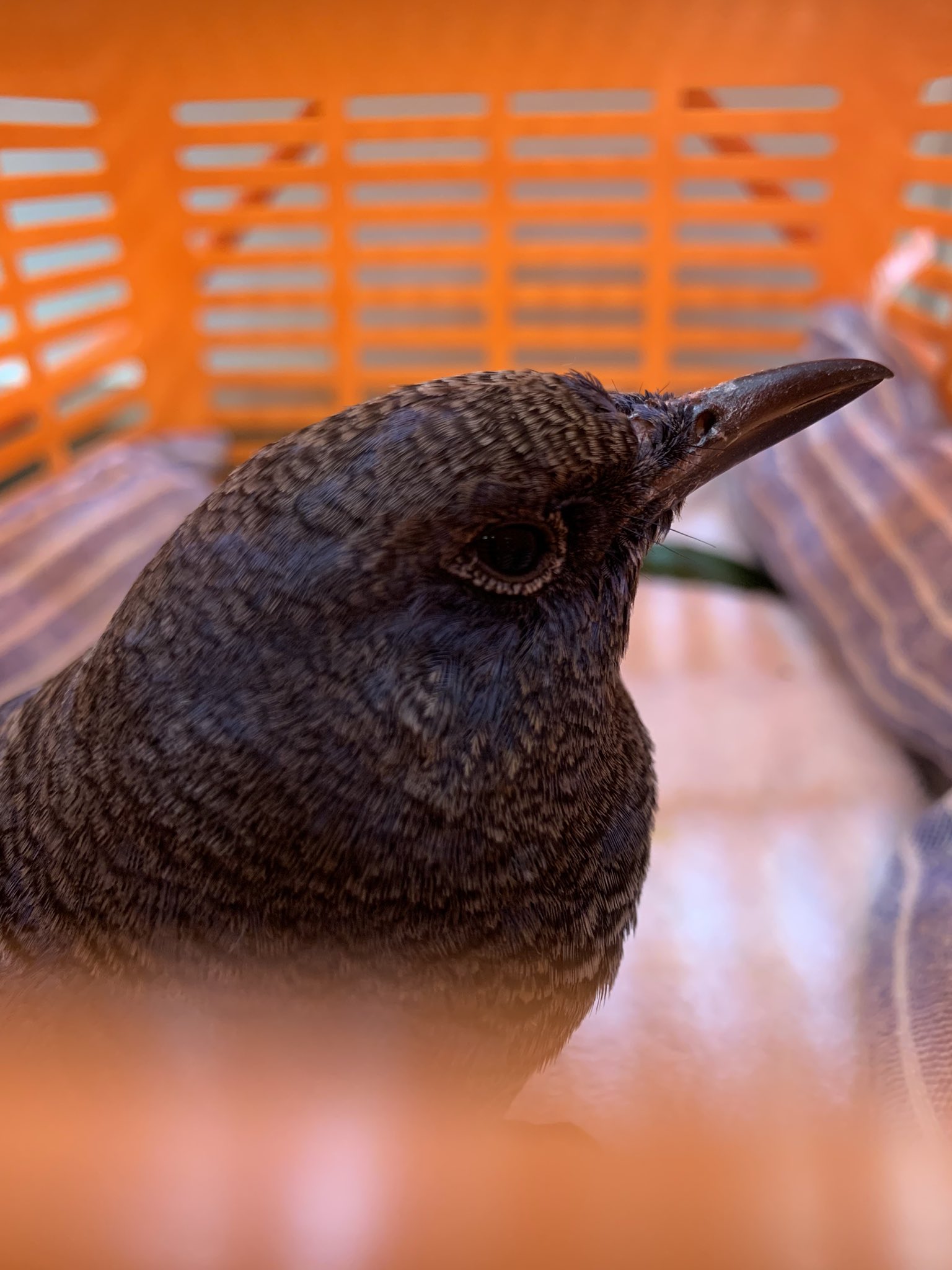 永田千秋＊congratulations on Twitter 