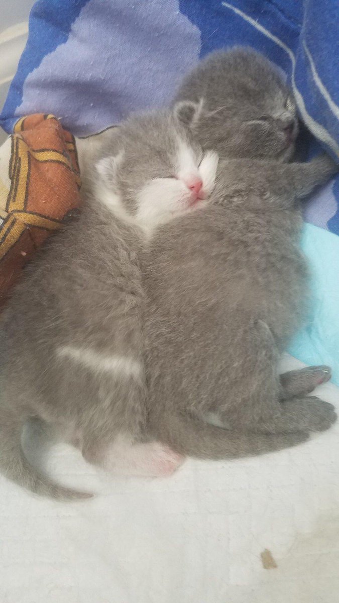 wattia_'s tweet photo. La piccola grande famiglia dei british #2897🐻

#britishshorthair #cats #CatsOfTwitter #CatsOnTwitter #catstagram #CatsLover #animali #gatti #CuteAnimals #cat #animals #kittens #6novembre #gatti #cutecats #catsofig #catsofinstagram #catsofworld https://t.co/DeL5Ti0EY2