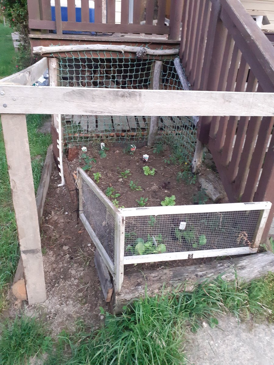 Garden progress: week one. I'm replacing my pest fence with something to keep out bugs as well as rabbits and I'm making it square. It's not much but I'm a little proud of it ☺