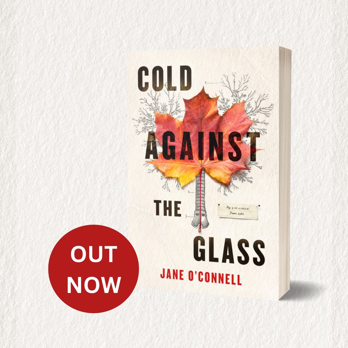 Jane O'Connell tweet media