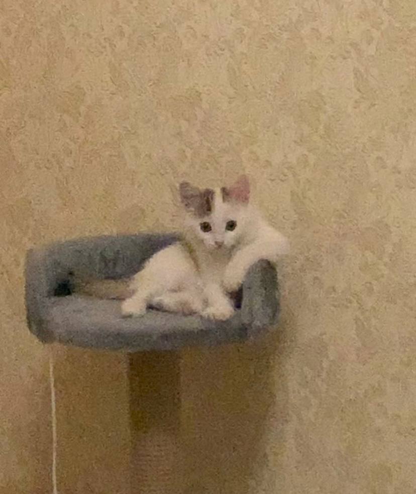 pcixomeow's tweet photo. @_fuckingkitty https://t.co/qaEG4nsD7e