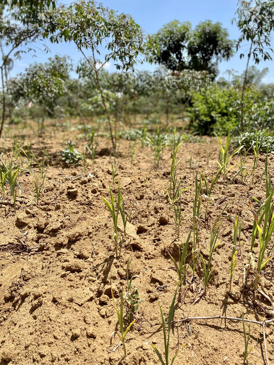 GagaUwera's tweet photo. Climate change has the greatest impact on smallholder farmers. Because the majority of them rely on rainwater to irrigate their crops. And it's stopped raining like it used to. What impact will this have on food production? Let's discuss about it. https://t.co/EgfLA19W9X
