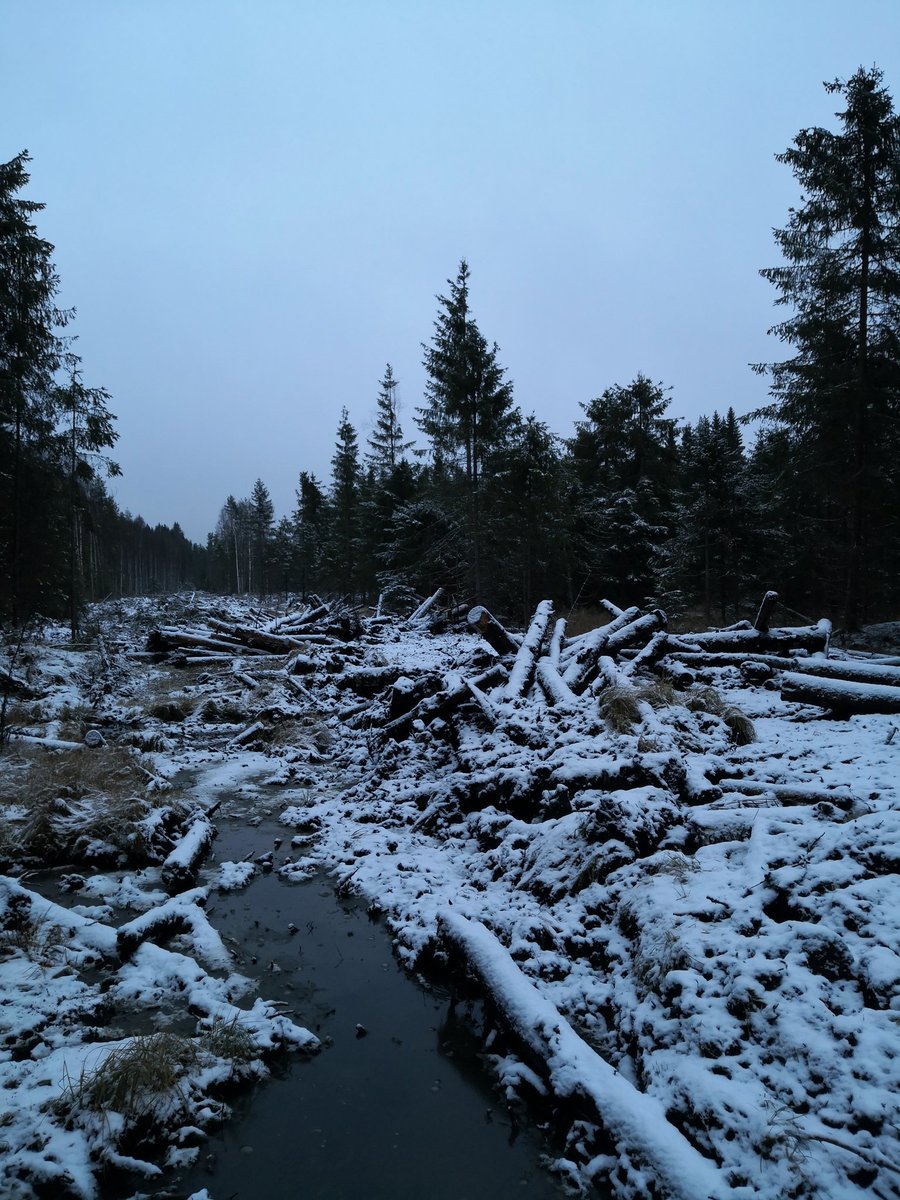 oinaanotsa's tweet photo. Tähän varmaan on tie tulossa, mutta miksi nuo puun rungot on jätetty sikin sokin? https://t.co/xFGMKjaFez