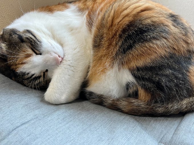 #Twitter美猫大会 