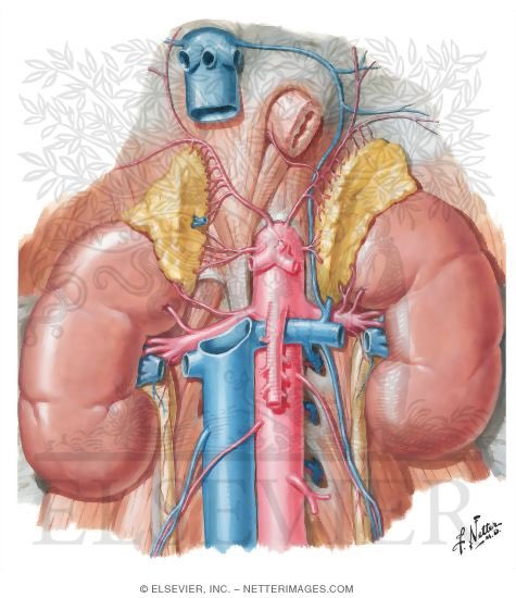 The best combination for learning anatomy…… #POCUS #Anatomy #Medicine 
NETTER pictures + Ultrasound.