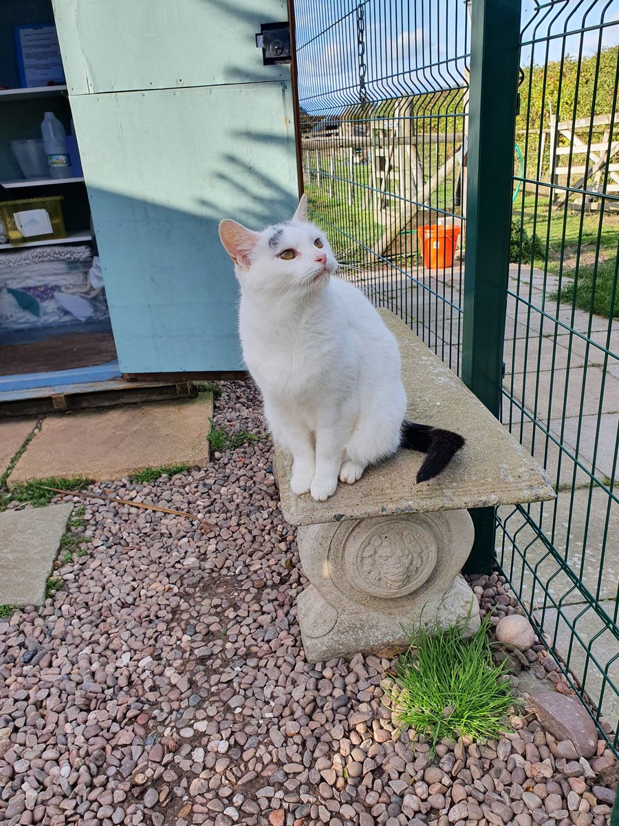 Happy #Sunday from Elsa. Elsa is normally found looking after the pigs & goats as she lives in the greenhouse near them. Sometimes sge wull come up to the Shelter but she decided to pop into the Village 😻 #cute #CatsOfTwitter #CatsOnTwitter #cats #charity #shelterlife