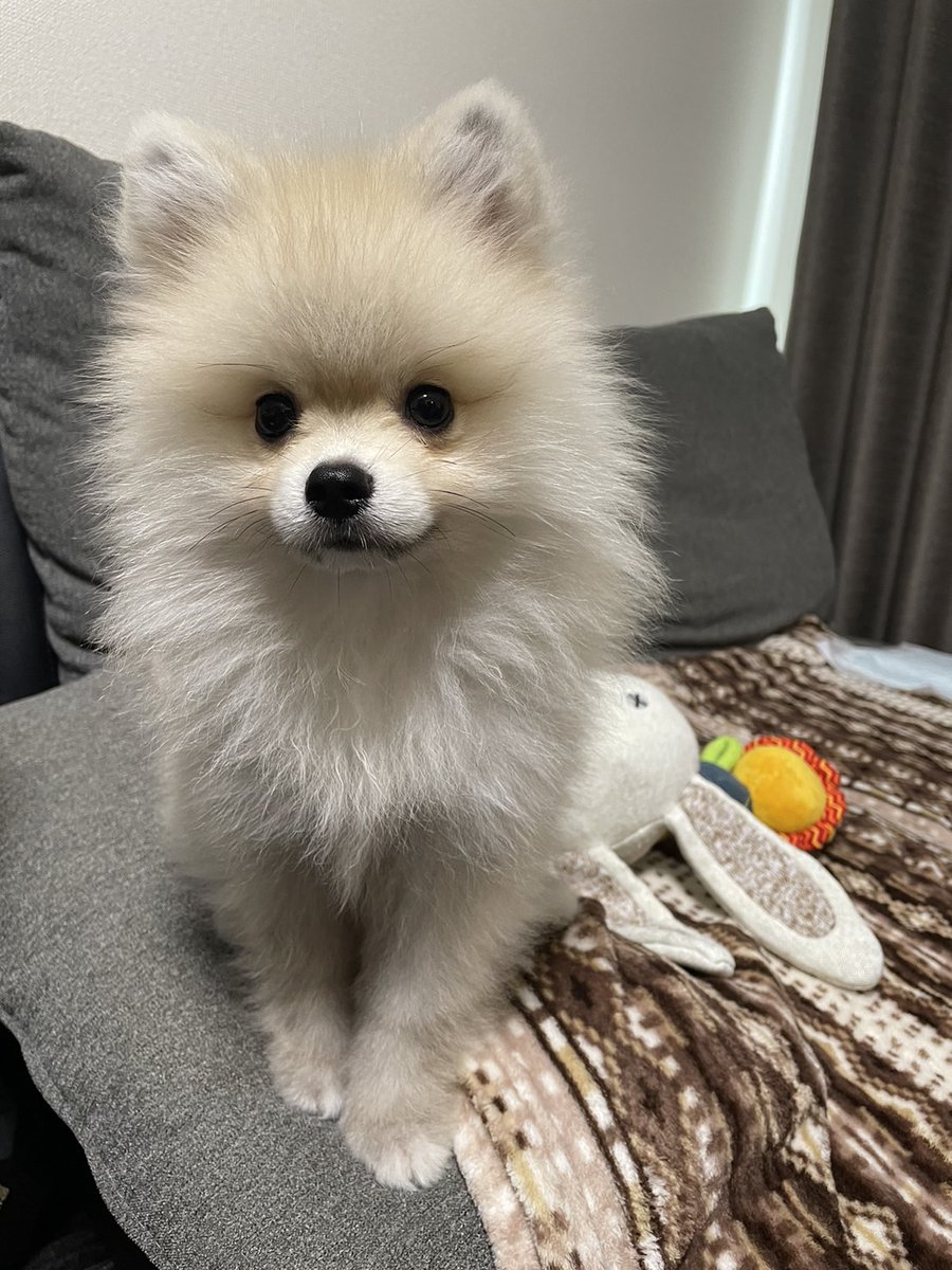ポメラニアンのぽんき (@ponki_77) / Posts / X