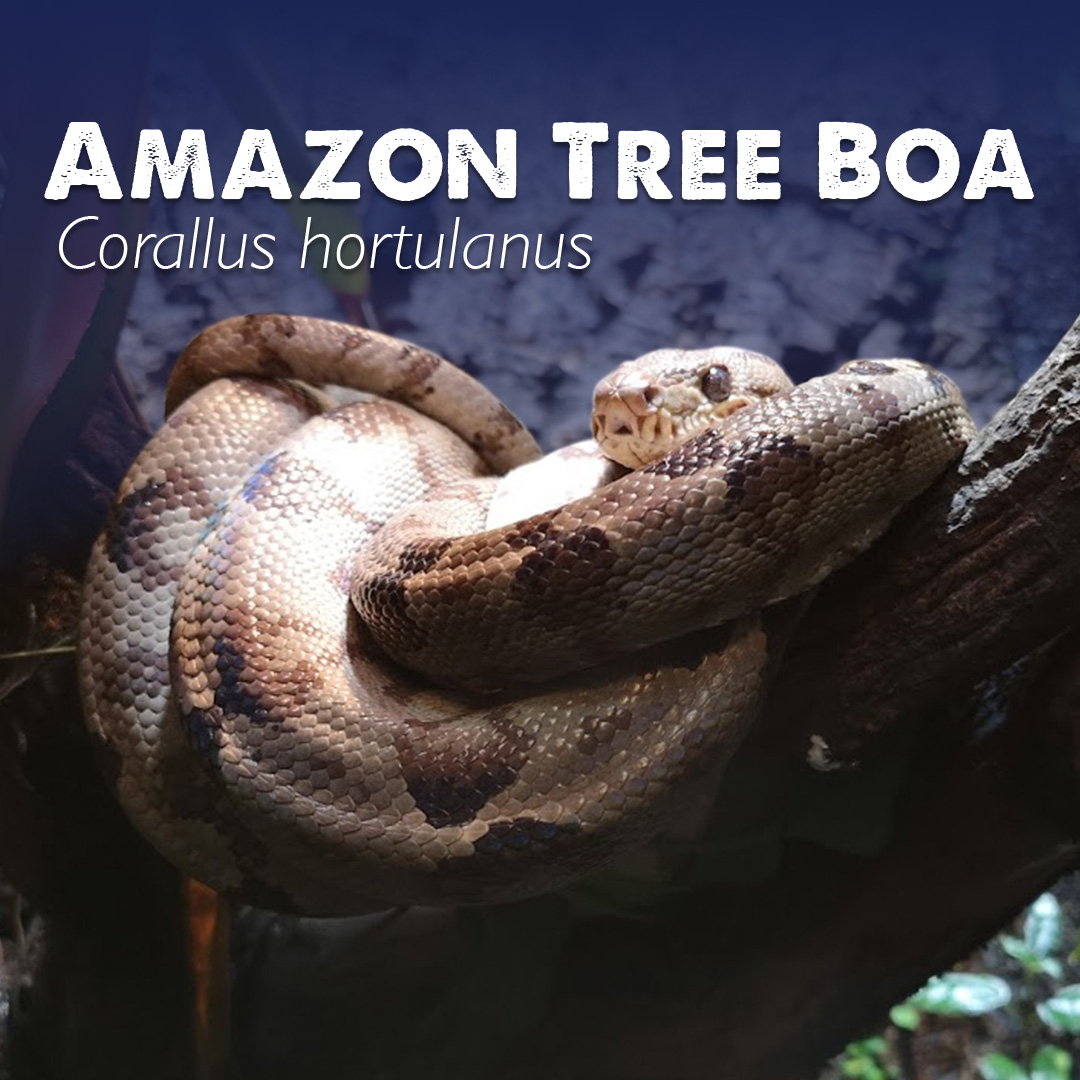 TheDeepHull's tweet photo. Did you know?🤔
Amazon Tree Boas prefer to stay a few metres above the ground in trees or vegetation; Amazon Tree Boas will hunt at night, looking for birds, bats, frogs, rodents or lizards. 🦎
#TheDeepHull #Snake #Reptile #Amazon #TreeBoa #AnimalFact #DYK #Education https://t.co/nhq4BWGSiY