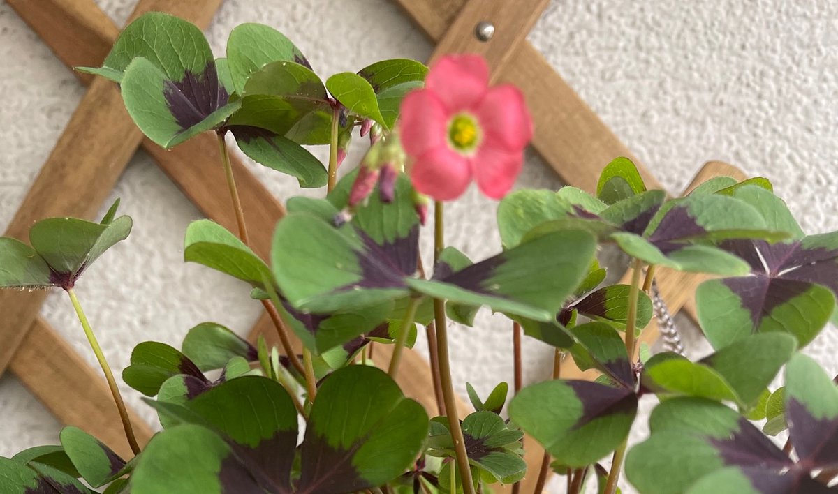 Anche le difficoltà più pesanti e più scoraggianti possono essere affrontate con facilità se vengono divise in tanti piccoli lavori; le 24 ore del giorno non le hai tutte insieme, ma secondo per secondo, allora, non scoraggiarti, arriverai sicuro e bene alla fine. Buona giornata