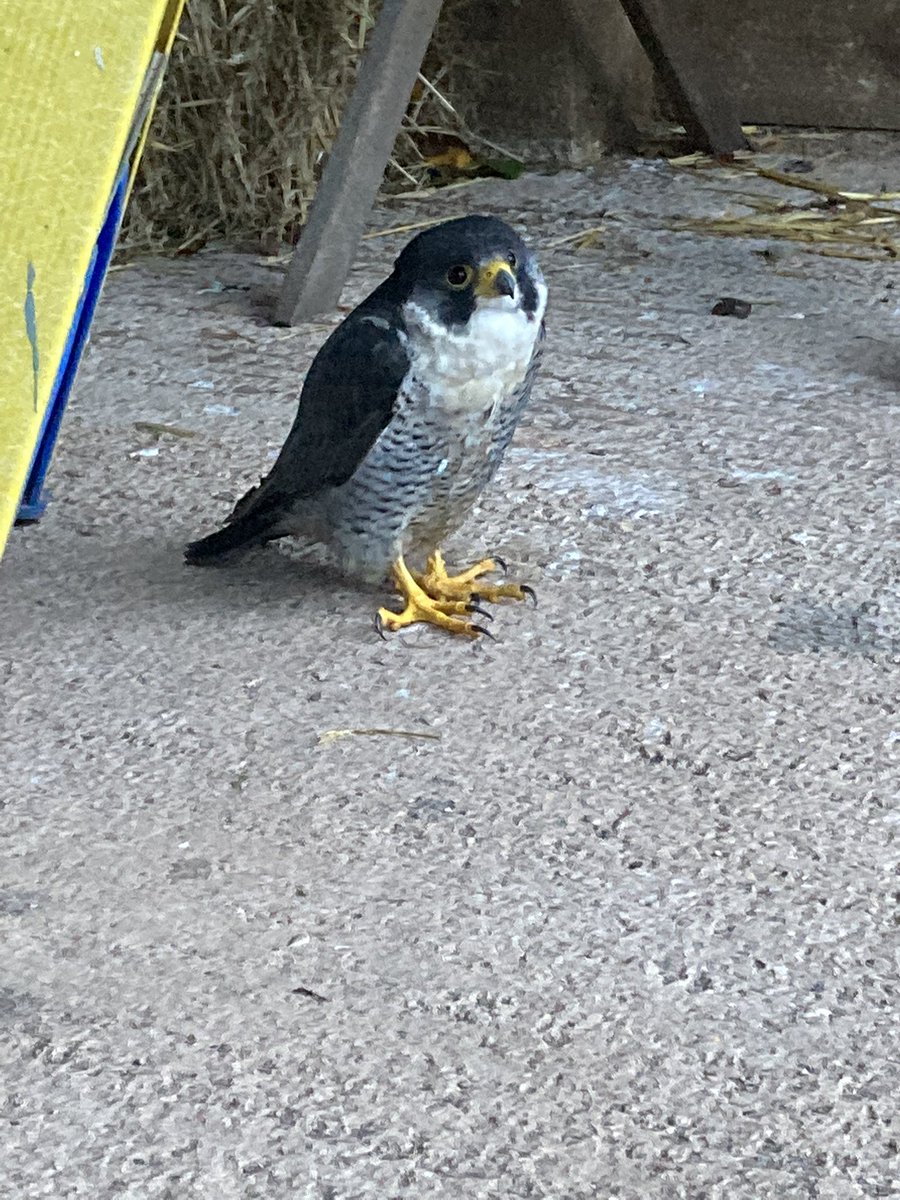 Morning visitor to our barn