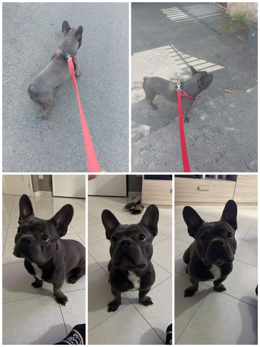 ciceronemio's tweet photo. 💔💔💔💔 URGENTE cerco stallo urgente o super adozione per questo piccolo di un anno bellissimo bulldog francese vaccinato microchippato ….￼3886325594 il piccolo si trova a roma🆘🆘🆘🆘🆘🆘🆘🆘🆘🆘🆘🆘RTRTRTRT ❤️🙏 https://t.co/lSeFvqwtnZ