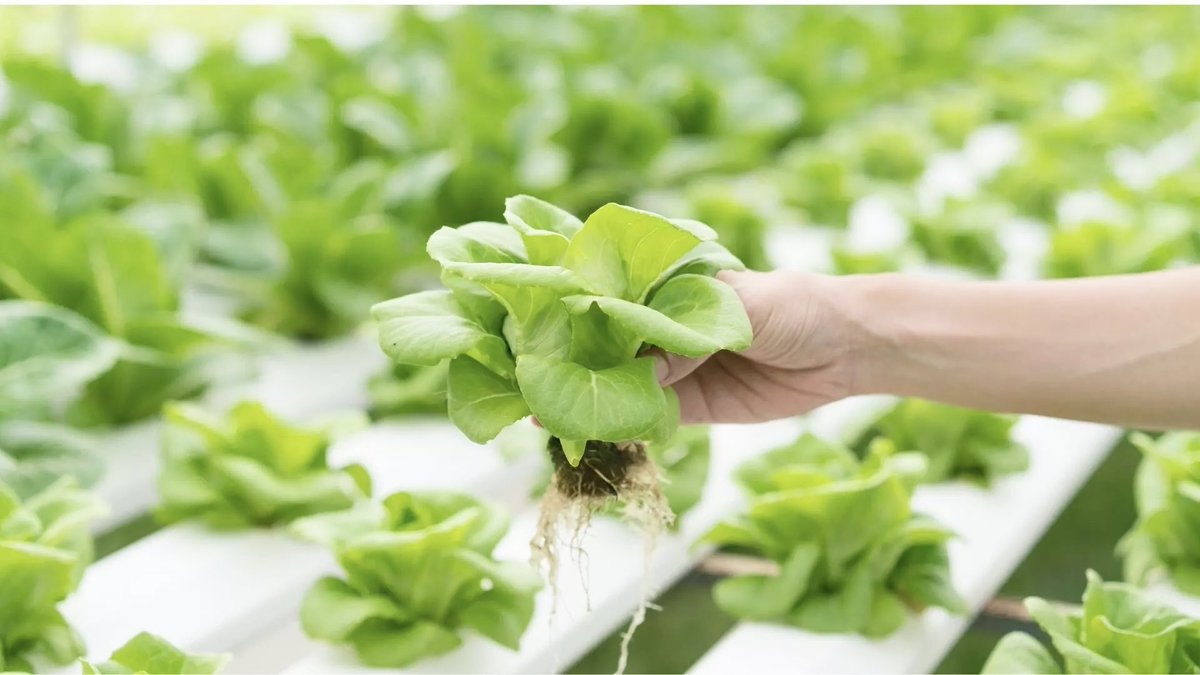 verticafarming's tweet photo. The vertical farming is the best option to grow #vegetables with significant #water savings #verticalfarming #agriculturavertical #fermeverticale La #agricultura vertical es la mejor opcion para cultivar verduras con un importante ahorro de #agua 🥬🥬🥬 https://t.co/DxigZo2dSb