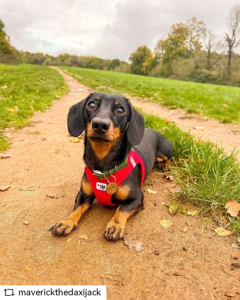 poshtags's tweet photo. #REPOST @maverickthedaxijack
Happy Sunday!🌿
Hope everyone get to do some adventuring today🐾
#ambassador #curli #swiss #dogharness #harnessspecialist #dachshundoftheday_ #dachshundsofinstagram #dachshund #dogwalks #dogwalkersofinstagram #dogsthathike #adventuredog #dogslife https://t.co/fjJeyoEZZP