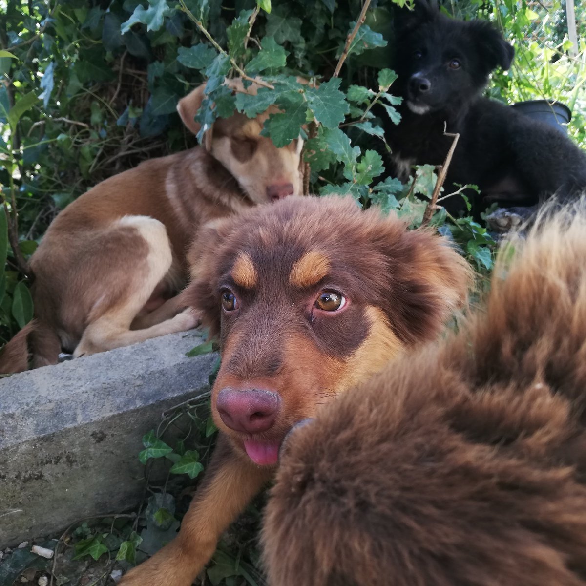 Non so se twitter sia il mezzo più indicato per me, comunque ci provo. Devo trovare una famiglia a questi #cuccioli che altrimenti dovranno finire in canile e alla sola idea mi si spezza il cuore. Hanno 3 mesi taglia media. Se vorrete #condividere ve ne sarò grato. Per info DM.