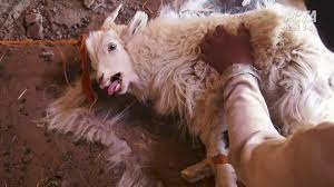 RobRobbEdwards's tweet photo. Angora Goat farming for wool. workers dragged, roughly handled, thrown, mutilated, and even cut the throats of fully conscious goats

This is Mohair production https://t.co/yv0thPeou7