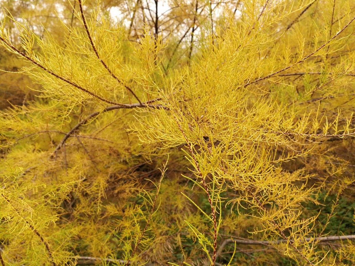 Good morning and happy Sunday dear family! 🤗

Yesterday I went for a long walk and admired the cold autumn landscapes 🍁🍂🧡

How is your weekend going?