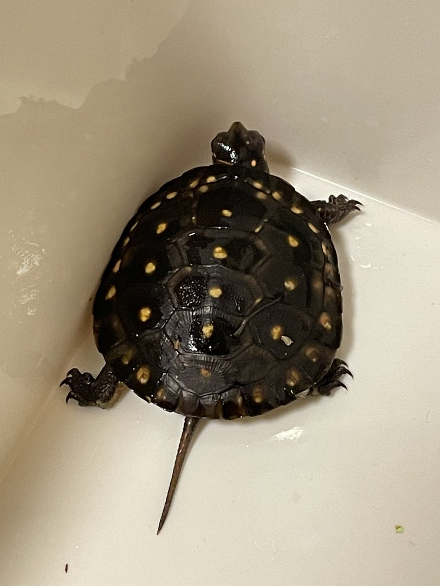 キボシ帝国 Spottedturtle Empire Spotted Empire Twitter