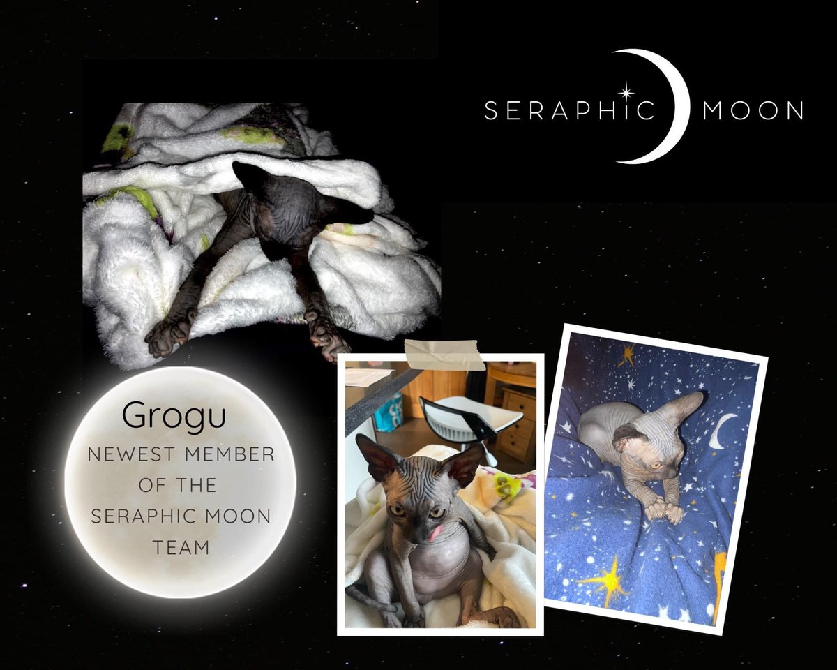 New Employee!
#canadiansphynx #nakedcat #sphynxkitten #aberdeenshire #stonehaven