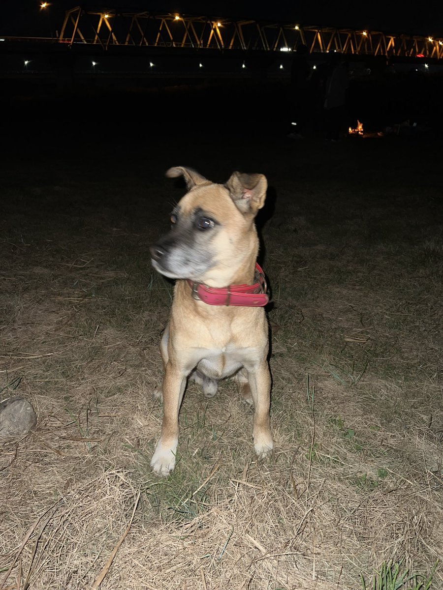 h11990806's tweet photo. 迷い犬を総社市真備町で発見しやした。
心当たりある人連絡ください
#迷い犬 #迷子犬 #岡山　#倉敷 https://t.co/1zxl97xvW6