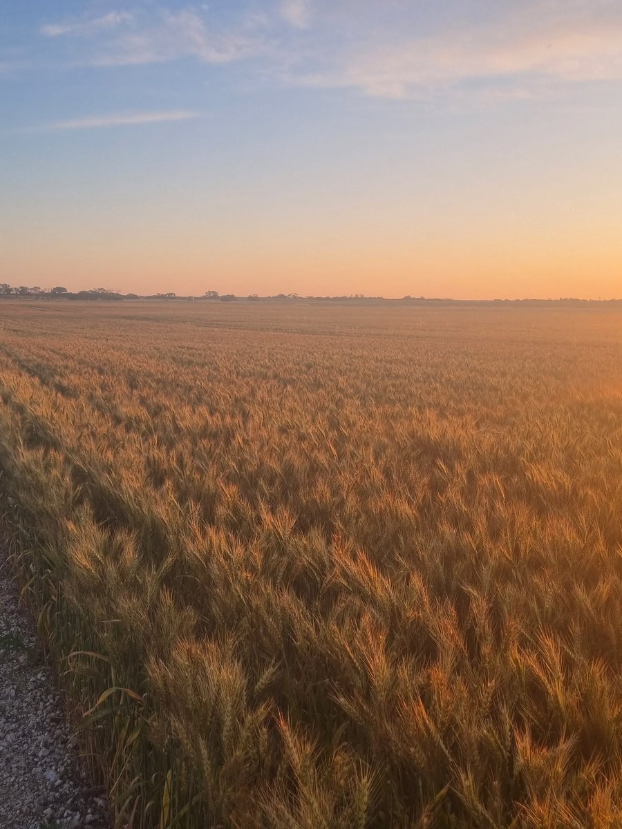 Been a struggle to get to this point but wheat is looking darn fine!