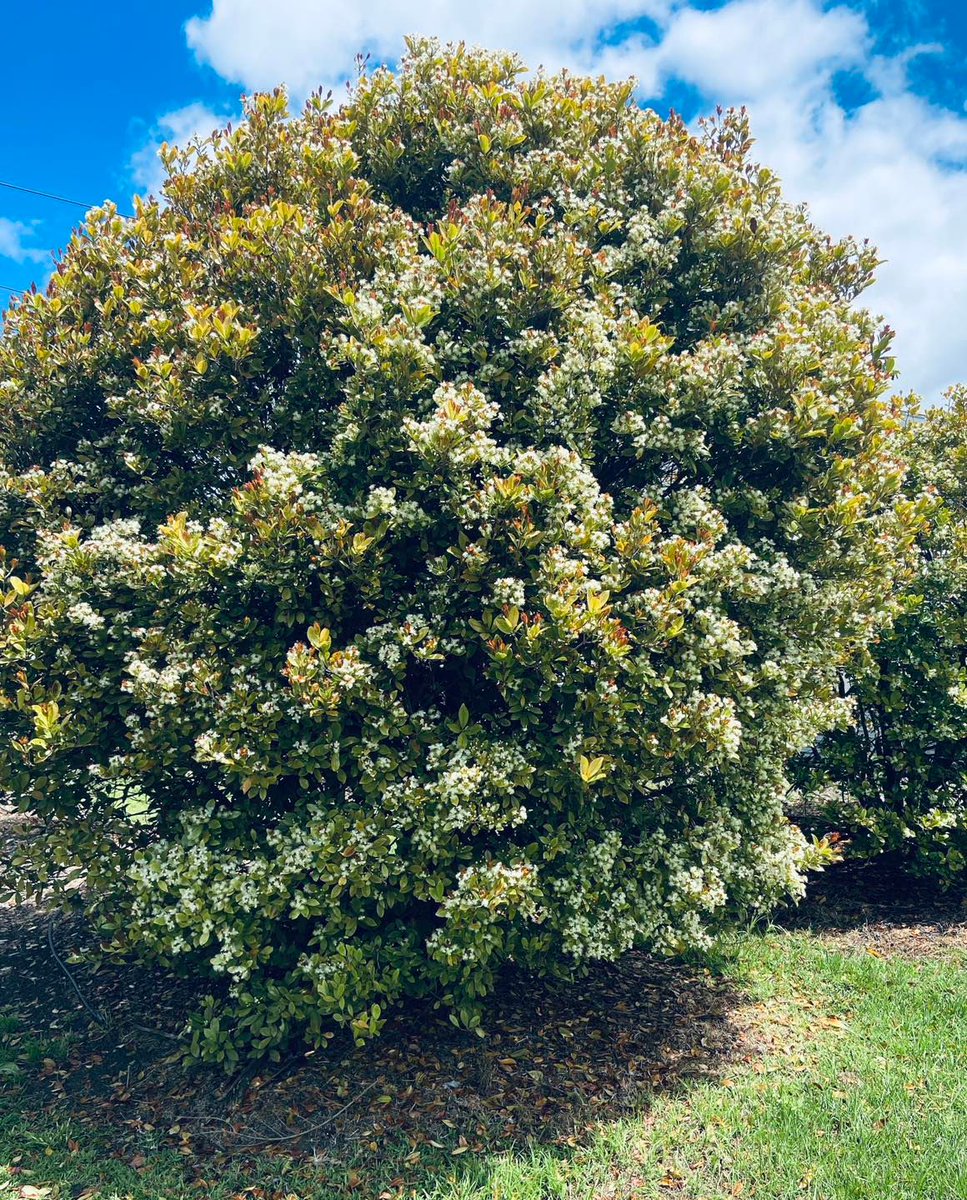 daleysfruit's tweet photo. Hello hello... Grumichama’s produce a full on flower fest, and a huge amount of fruit! A cool edible hedge or screen. Think of them as tropical cherries for a warm climate 😋 #grumichama #fruit #screen #hedge #bees #cherry #warm #climate #warmclimate https://t.co/PghGFJD898