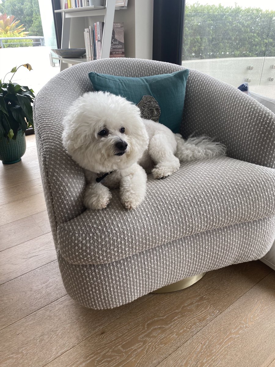 BichonMugsy's tweet photo. Just relaxing on Sunday afternoon #bichonlife #mugsylove https://t.co/5AKMMrmH7r