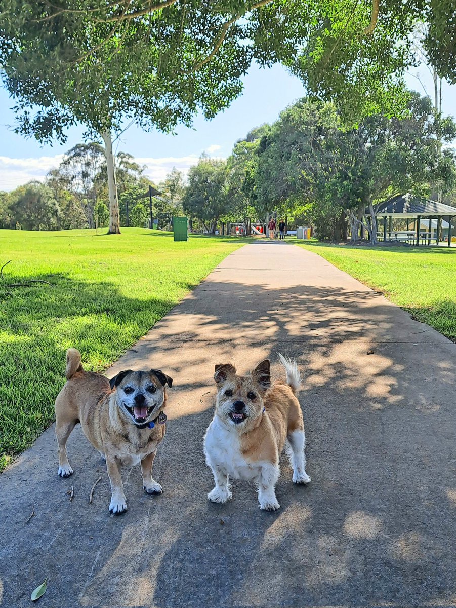 Best start to the day with these two. 🤎🐾🧡 #JettaAndBoston #Walkies #Sunday #Sunshine #FreshAir #Exercise