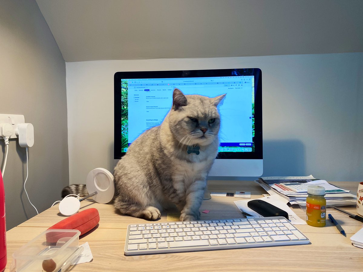 cats with jobs on Twitter