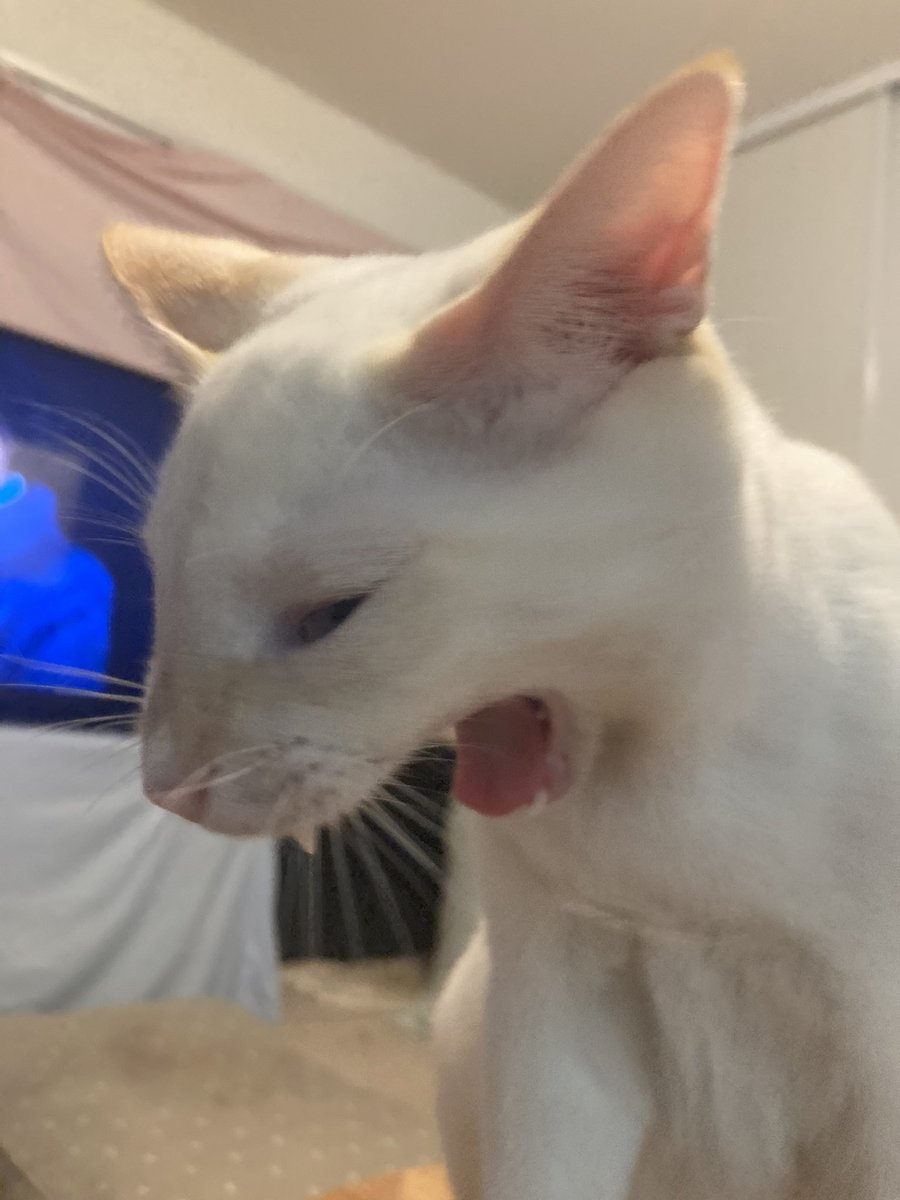 botoboymerlin's tweet photo. Mother says im her most beautiful boy #cat #Caturday #CatsOfTwitter #CatsOnTwitter #beautiful #rat https://t.co/KvotQDXHbY