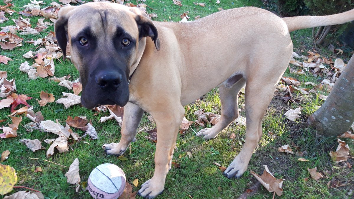 Boerboel_Hanni's tweet photo. Frühspocht! https://t.co/lsVauolczd