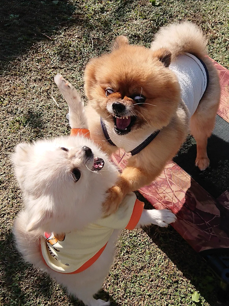 ポメラニアンが…たぶん言い争いをしている画像！