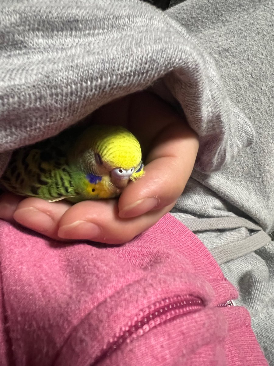 ka12667448's tweet photo. 宮城県名取市にてインコが掃除中に飛んでしまいました。保護して頂けていれば連絡貰えますと助かります🙇‍♀️ https://t.co/rpY17v6enk