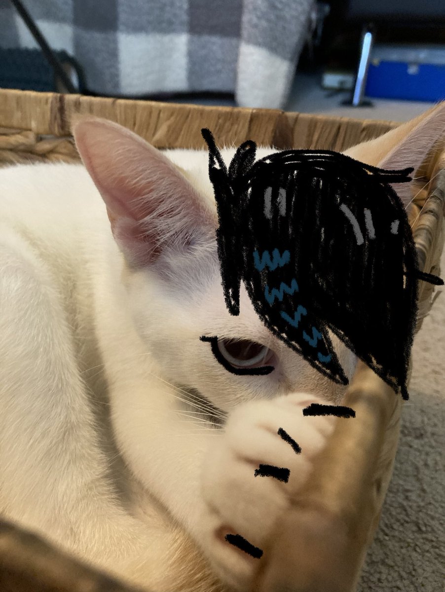 botoboymerlin's tweet photo. when will hottopic perform lobotomies 🤔 #cat #Caturday #CatsOfTwitter #emo #itsnotaphasemom https://t.co/vOIM4txqkj