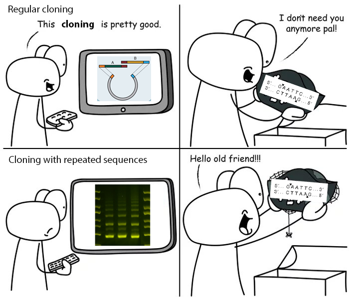 Months of failed cloning with Gibson assembly only to find homologous regions in my insert. Time to pull out the good ol' restriction enzymes.