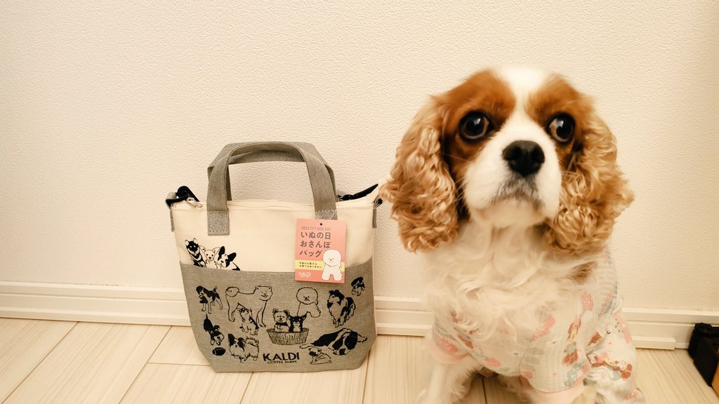 hobbyALTO's tweet photo. オンラインと抽選販売だけだったKALDIのいぬの日お散歩バッグがお店にあったので衝動買い👜🐾
裏面の右上にいる帽子かぶったキャバリアがかわいい✨
中身は犬じゃなくて人間のお菓子😆笑
 #KALDI 
 #いぬの日おさんぽバッグ
 #キャバリア https://t.co/UPVPjh878h