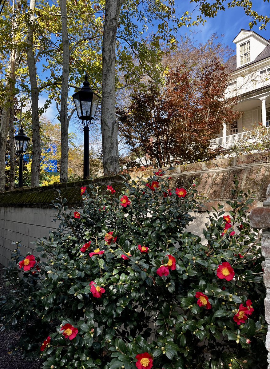 cyndemwalton's tweet photo. Charleston in November.
#architecture #flowers #garden #photography #charleston #November #explore https://t.co/UfOiSXltDg