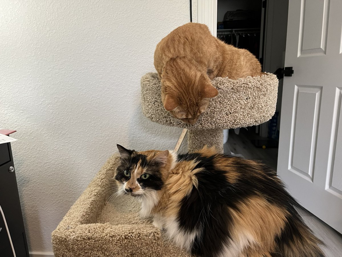 3Cat_Queen's tweet photo. @PomuRainpuff My girls would like a kith! https://t.co/Qq6yvkiSCh