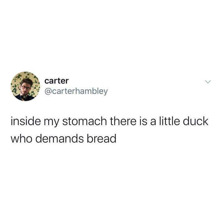 JQuack86's tweet photo. It's me... I'm the duck.

#quacksoflife #dailyduck 😂🦆🤣🦆 https://t.co/StYRkzeiAw