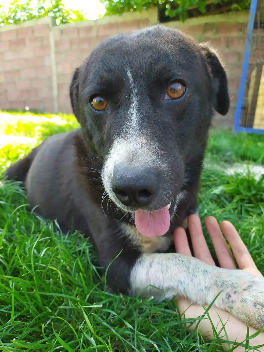 swbrescue's tweet photo. 🐾Sooty🐾
Can you find a place in your heart and home for this wonderful dog? Please RT &amp; contact us if you can help! 
#RescueDogs #AdoptDontShop #adoptme #dogsoftwitter #RESCUE #dogs #fosterdogs #helpneeded #foster 
https://t.co/HP0JGox1iV https://t.co/hsKBEWbsLp
