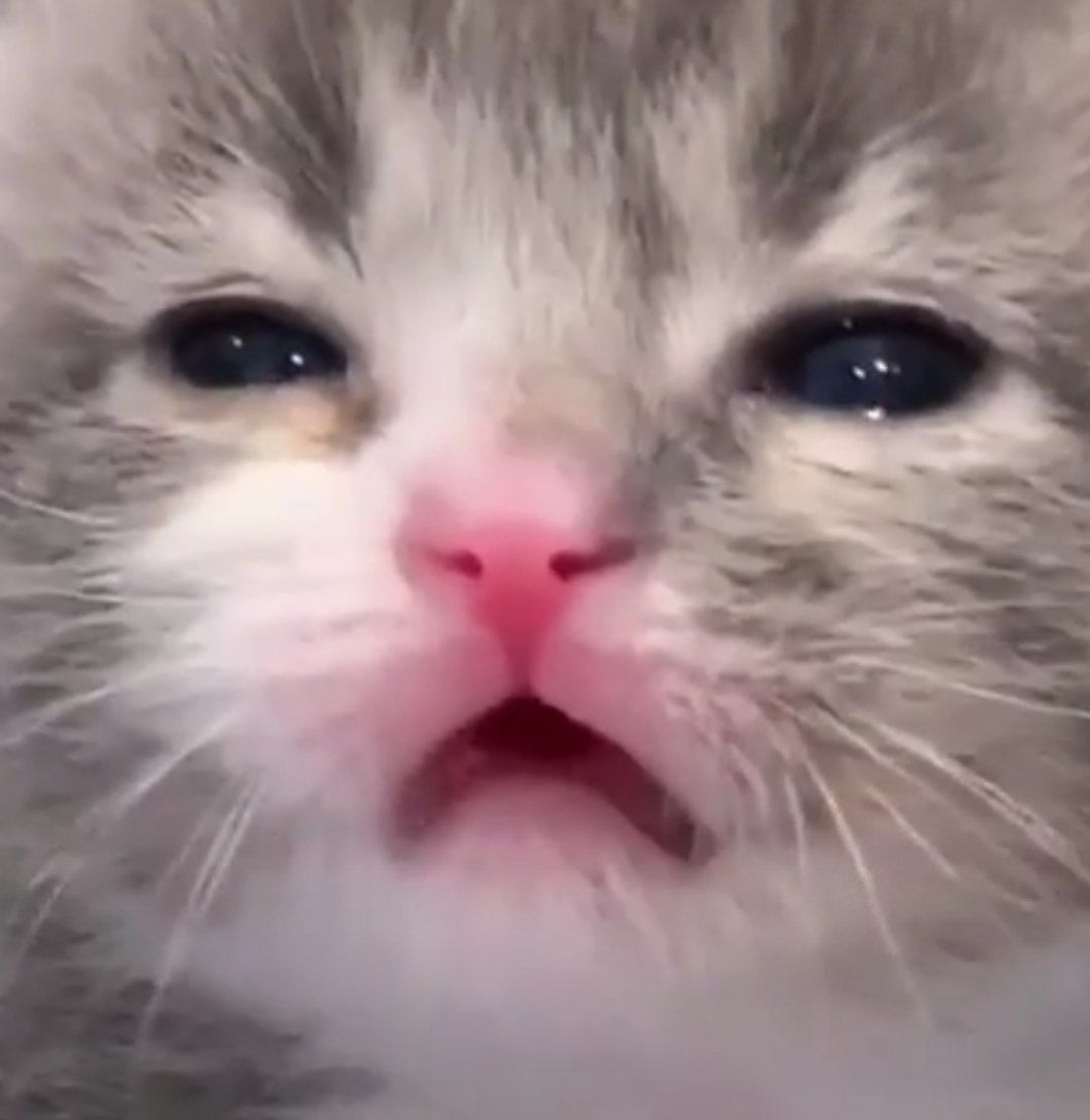 Плачущий кот морда