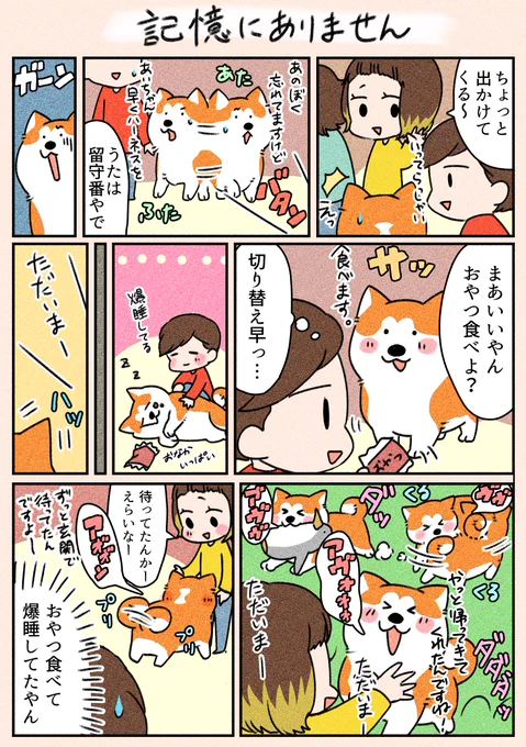 「記憶にありません」
おやつを食べて寝ていた事は忘れたみたいです…(笑)

#漫画がよめるハッシュタグ 
#秋田犬 