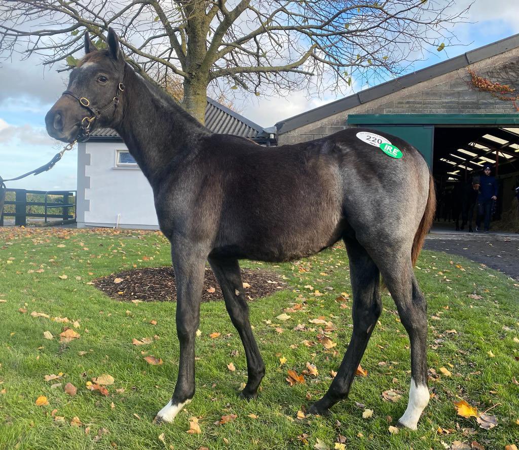 CoolagownStud's tweet photo. 📣 1st Way To Paris to be sold at public auction, a Colt ex Ah Des Lass from Glen Stables @tatts_ireland sells to Morgan Sheehan for €18,500. 
Bred by Brendan &amp; Rose Walsh. 
🍀 #WayToParis https://t.co/5nbhnoG5e2