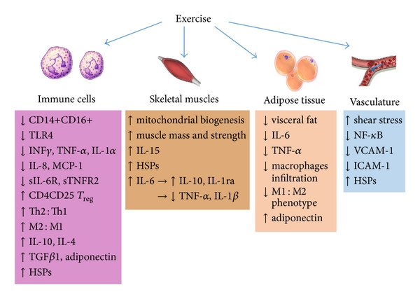 IberianCitizen's tweet photo. El ejercicio modula el estrés oxidativo y la inflamación en el envejecimiento y las enfermedades cardiovasculares
👉Vías de señalización subyacentes a las ACCIONES ANTIINFLAMATORIAS del EJERCICIO🏃🏋️⛔️🎈
#ECV #ROS #IL #TNF #Macrofagos #aging
https://t.co/G7mfHnrmUC https://t.co/SVYWQezMqV