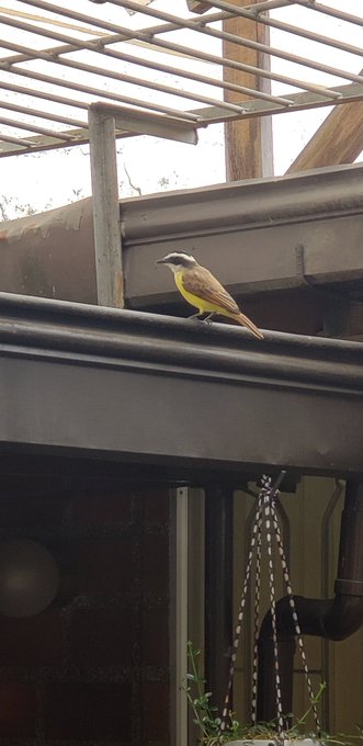 The dog food thief has returned! https://t.co/P8uURNwsKF